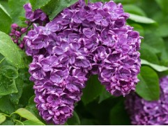 Сирень обыкновенная 