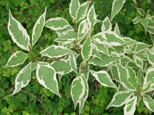 Дерен белый Дерен белый