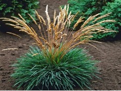 Тонконог сизый (келерия) (Контейнер 1,5л.)