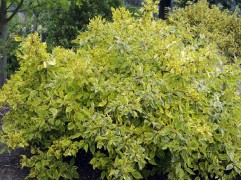 Дерен белый 