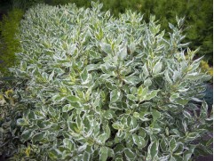 Дерен белый 