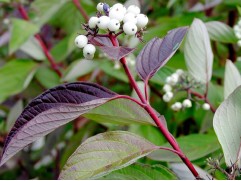 Дерен белый 