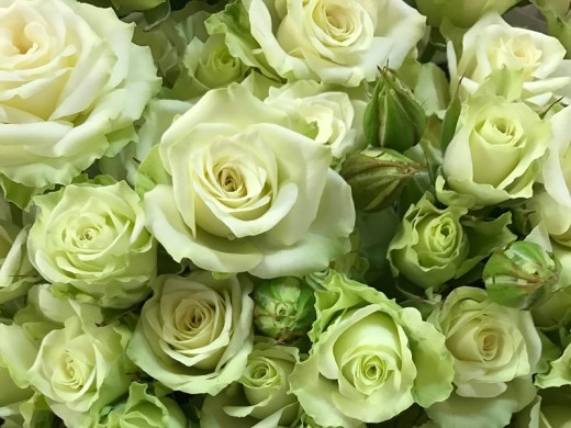 Роза спрей Роза спрей