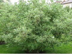 Дерен белый 