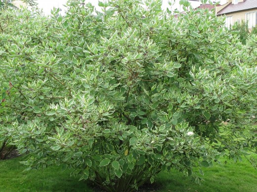 Дерен белый 