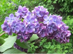 Сирень обыкновенная 