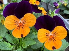 Виола виттрока 