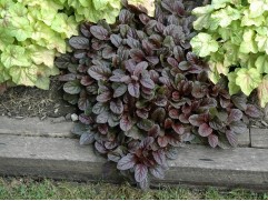 Живучка ползучая 