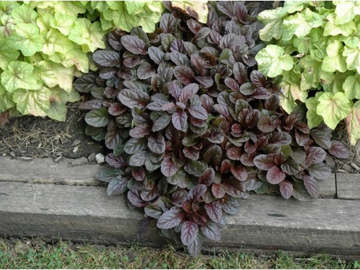 Живучка ползучая Живучка ползучая