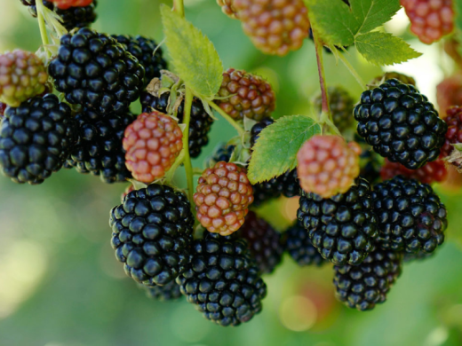 Ежевика Ежевика