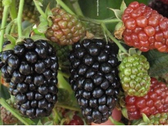 Ежевика 