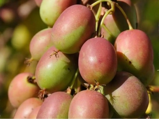 Актинидия Аргута Актинидия Аргута