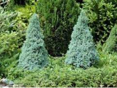 Ель канадская 