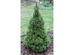 Ель канадская Ель канадская