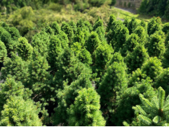 Ель канадская 