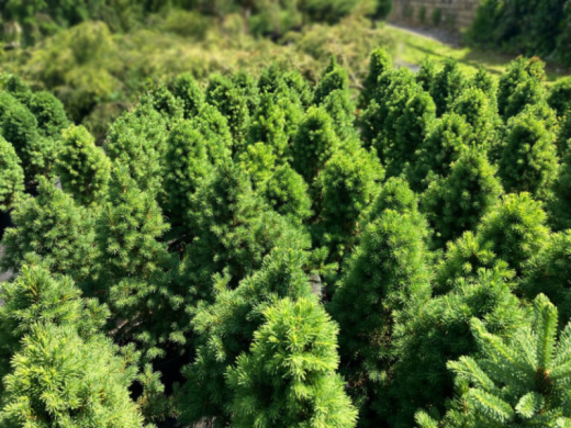 Ель канадская Ель канадская