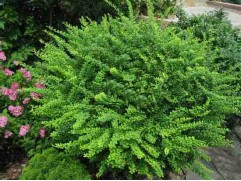 Барбарис Тунберга 