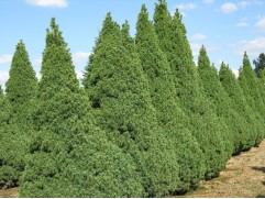 Ель канадская 