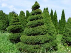 Ель канадская 