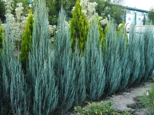 Можжевельник скальный Можжевельник скальный