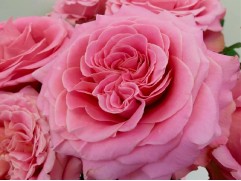 Роза чайно-гибридная 