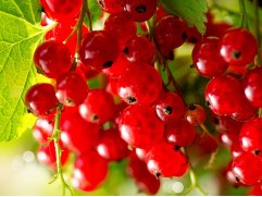 Смородина красная 