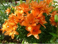 Лилия махровая 