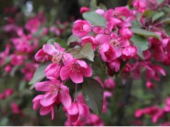 Яблоня декоративная 