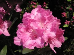 Рододендрон гибридный 