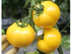 Томат 