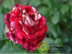 Роза чайно-гибридная 