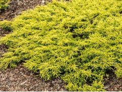 Можжевельник обыкновенный 