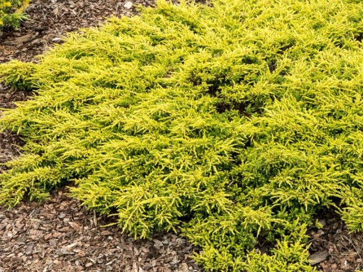 Можжевельник обыкновенный Можжевельник обыкновенный