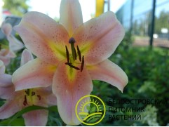 Лилия ОТ-гибрид Лилия ОТ-гибрид