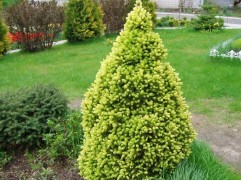 Ель канадская 