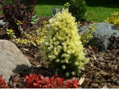 Ель канадская 