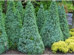 Ель канадская 