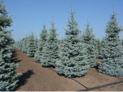 Ель колючая 