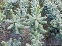 Ель колючая 