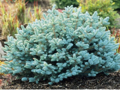 Ель колючая 