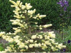 Ель колючая 