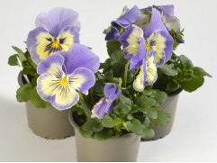 Виола виттрока 