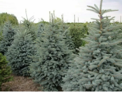 Ель колючая 