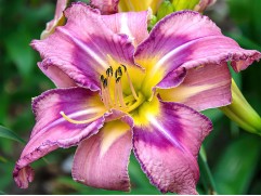 Лилейник гибридный Лилейник гибридный