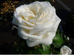 Роза чайно-гибридная 