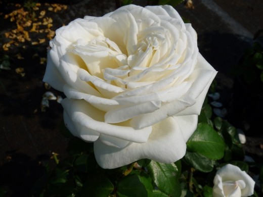 Роза чайно-гибридная Роза чайно-гибридная