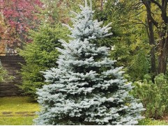 Ель колючая 