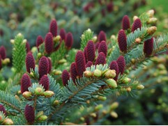 Ель обыкновенная 