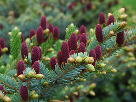 Ель обыкновенная Ель обыкновенная