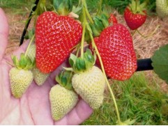 Земляника крупноплодная ремонтантная 